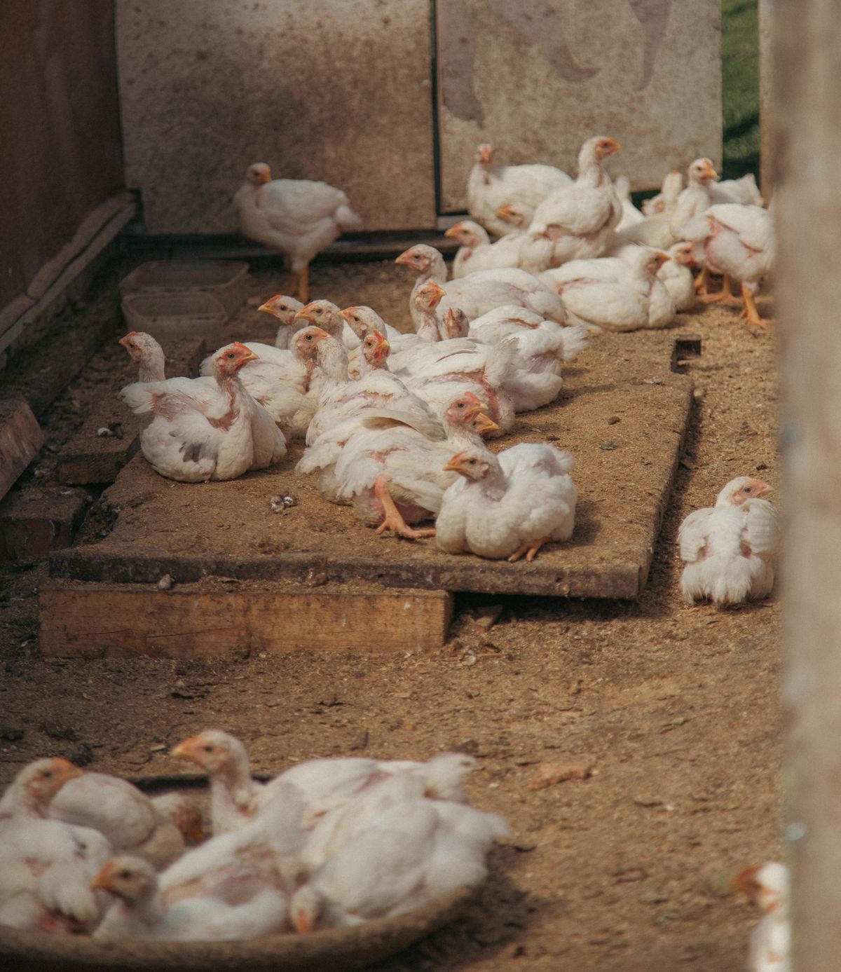 Junge Masthähnchen ruhen dicht beieinander im Stall